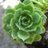 RoseCityGreen's profile image
