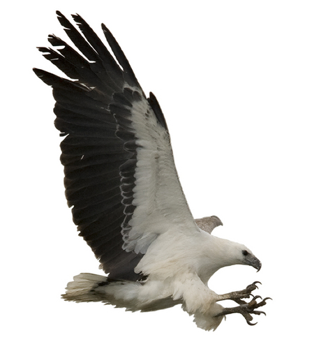 Sea EagleCAM