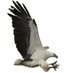Sea EagleCAM (@seaeaglecam) Twitter profile photo Sea EagleCAM (@seaeaglecam) Twitter profile photo