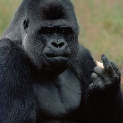 Sandy_Ape's profile picture. I just like the stock. AMC and GME to the Moon!