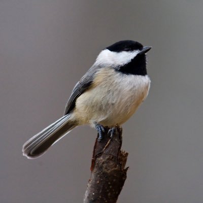 bird_facts_ Profile Picture