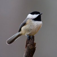 Paid Extra to Yell (@bird_facts_) 's Twitter Profile Photo Paid Extra to Yell (@bird_facts_) 's Twitter Profile Photo