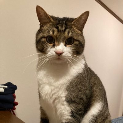 にゃんさんのプロフィール画像