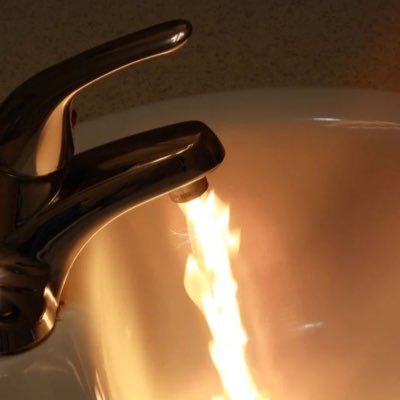 arrcaria's profile picture. 