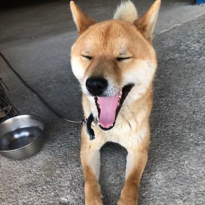 コロ吉🐶 Profile