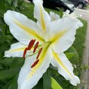 Candace Harada - @haradac11 - Twitter