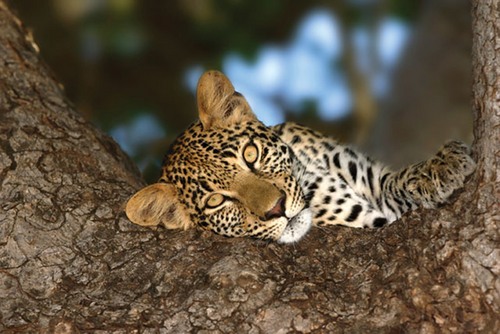 LeadwoodHDS's profile picture. Leadwood Big Game Estate offers 94 1-ha stands and a 32-bed lodge site on 984-ha of prime Lowveld big game bushveld.