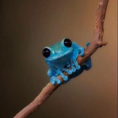 ccnp4e6ih's profile picture. Frog