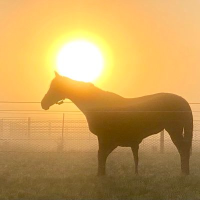 Boutique Thoroughbred farm nestled in the heartland of the Australian Breeding Industry, Scone New South Wales.