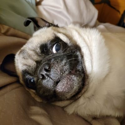 jociejocie531's profile picture. 