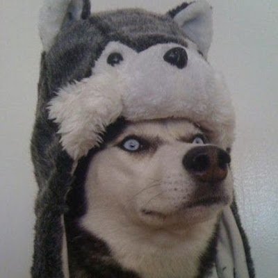 Wolfy39752446's profile picture. 