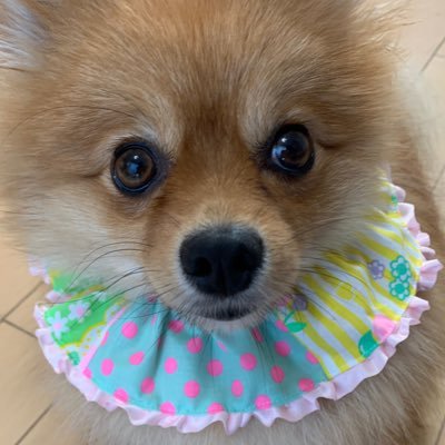 ニャンこのめ🐈ハンドメイドやってます⭐️さんのプロフィール画像