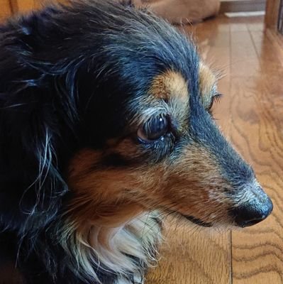 55歳😊ワンちゃん大好き💕/本業以外に収入源を探しています。/副業/ネットビジネス/よろしくお願いします。/フェイスブックhttps://t.co/b59cjy0hzy