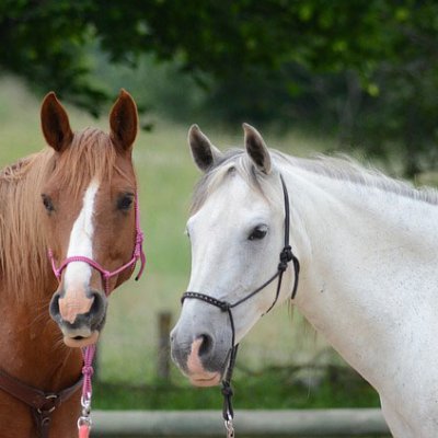 馬車大学は千葉県山武郡芝山町宝馬にある乗馬学校です。ニューオリンピッククラブ、騎手・厩務員養成のアニベジと併設。アマチュアアスリートを養成する乗馬学校です。楽しみながら乗馬馬術を磨きスキルアップできる環境を整え、皆様をサポートいたします。加えてチバテレで連ドラ「馬ピカ」で馬術ドラマを放送中
#お昼の快傑TV　#馬ピカ