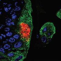 Brauner Lab (@braunerannelie) 's Twitter Profile