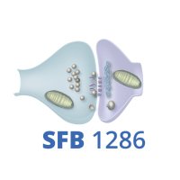 SFB 1286 (@sfb_1286) 's Twitter Profile Photo SFB 1286 (@sfb_1286) 's Twitter Profile Photo