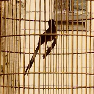 edII_Sy's profile picture. Akhir mei 2014 :-)