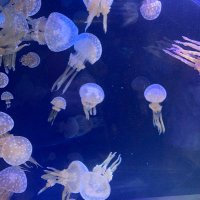 katsu (@honokanon_papa) Twitter profile photo