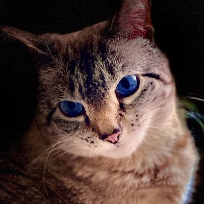 Sequels_Whiskrs Profile Picture