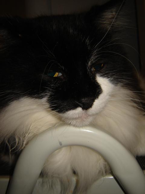 BWKitty's profile picture. Thinking deep thoughts... even while napping