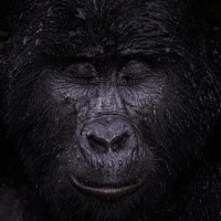 Crypto Kong (Silverback)(@JCryptoKong) 's Twitter Profile Photo
