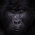 Crypto Kong (Silverback) (@jcryptokong) Twitter profile photo Crypto Kong (Silverback) (@jcryptokong) Twitter profile photo