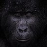 JCryptoKong's profile picture. #Bitcoin 👑🦍
