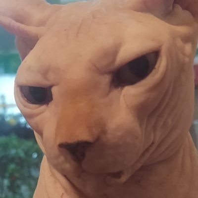 Queria ficar quieto aqui só nos shitposting, mas fanáticos religiosos, fachos e anti-ambientalistas me obrigam a cometer comentários e jogar xadrez com pombos
