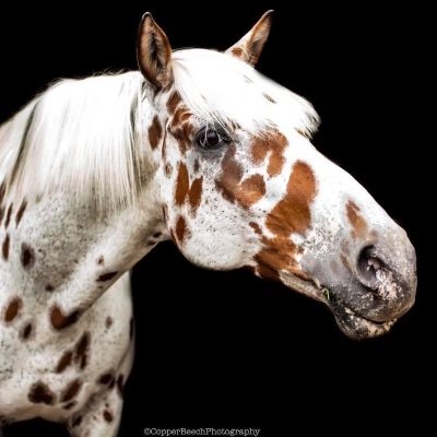 12 Year Old Appaloosa horse, lives in Surrey, UK, I love riding out, liberty work and being with my humans