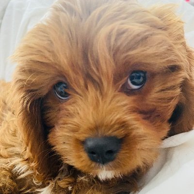 Dolly- 2 year old Cavapoo 💕 Big fan of 🦊💩 Likes to chew Mum’s stuff 👠 Bundle of loveliness 🐶 UK’s finest 🇬🇧