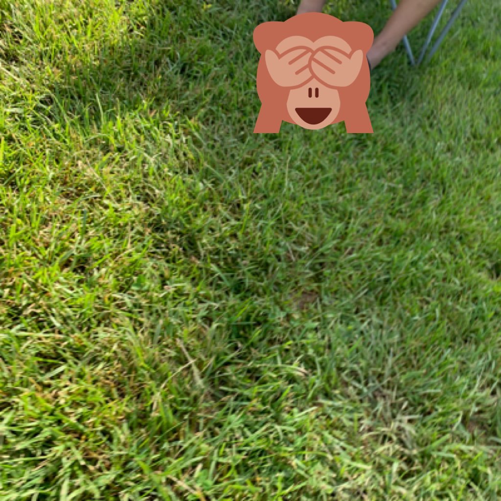 pungluping's profile picture. 