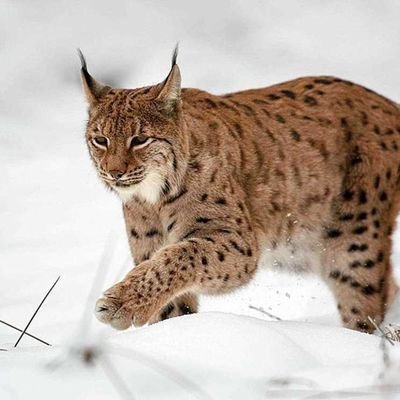 Lynx Of Timeさんのプロフィール画像