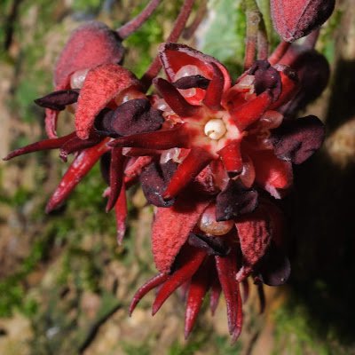 Botánica 🌿🌸
Mamá de:
2 Agapornis personata 🐦🐦(Nageia, Billie)
3 Periquitos australianos 🐦🐦🐦(Manquis, Día, Skypiea)