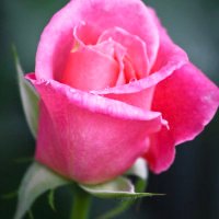 WMS Rosebuds (@wms_rosebuds) 's Twitter Profile Photo WMS Rosebuds (@wms_rosebuds) 's Twitter Profile Photo