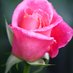 WMS Rosebuds (@wms_rosebuds) Twitter profile photo WMS Rosebuds (@wms_rosebuds) Twitter profile photo