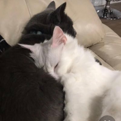 lvnchclxb's profile picture. 