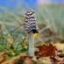 West Mids Fungi (@westmidsfungi) Twitter profile photo