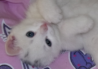 catladyuk's profile picture. Cat news, article and video links and funny pix