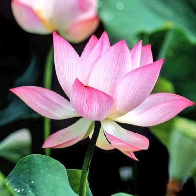 nacira_369's profile picture. اللهم أرزقني حبك💖💖💖