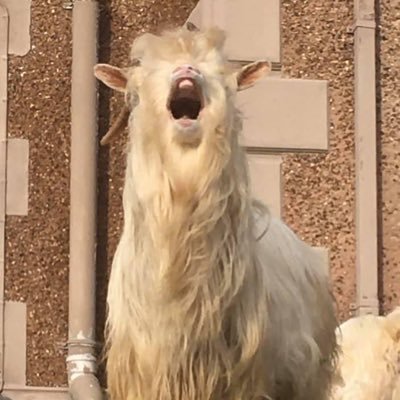 1961alysonMary's profile picture. Proud mother of 3 wonderful young adults Supports Liverpool with all my heart