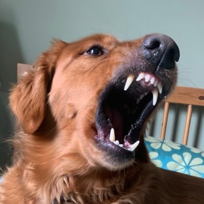 g0dzilllla's profile picture. DM me for shitty photoshop requests