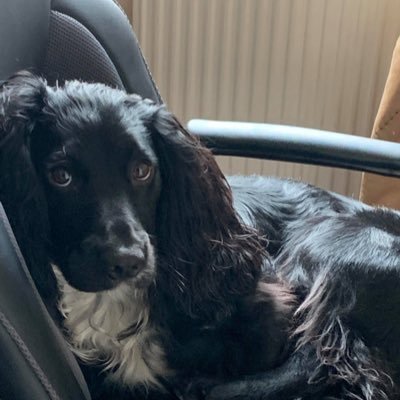 Sprocker called Pogo. Zoomies, balls and socks are his thing 🤪 Mischievous 🙉 but such a darling 🥰 https://t.co/S8RUJ8yS1A