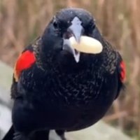 Shelby Lawson (@bird_sock) 's Twitter Profile