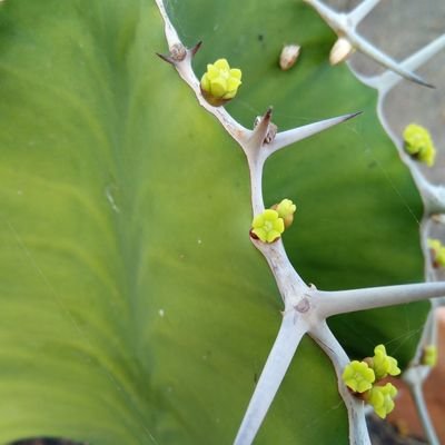 Conocer lo que se quiere, querer lo que se conoce.
Canaria, de Gran Canaria, una afortunada española