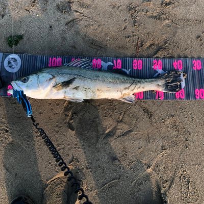 zgVlptzC2LrbsH8's profile picture. シーバスメインで釣りしてます。時折投げ釣り、エリア、ライトロックやってます