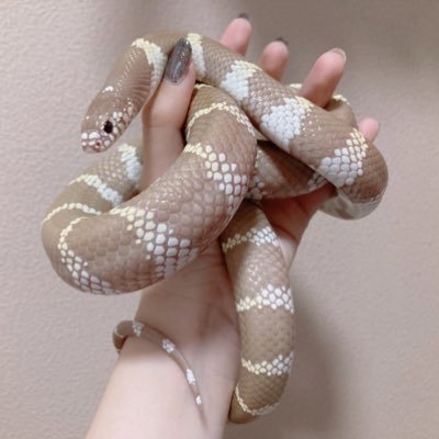 Zoo_P_home's profile picture. まーしーよりのぽんた kyoto CB