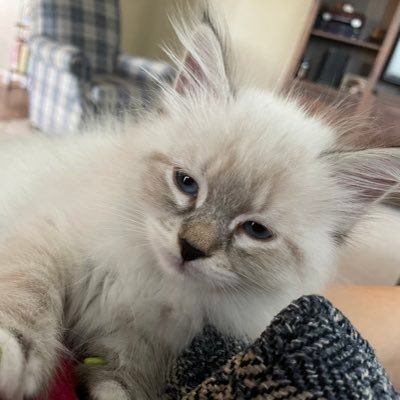 I’m Spencer. I’m a rambunctious ball of fluff with huge paws. #cats #kitten #catsontwitter #catsoninstagram #CatsOfTwitter