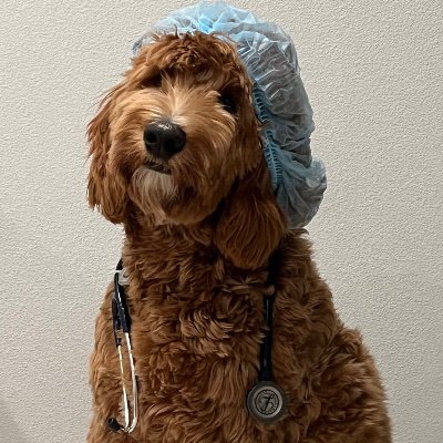 Stanford Maternal Fetal Medicine doctor, Women's Reproductive Health Research scholar, and proud dog mom