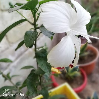 DiscoverySrh's profile picture. 