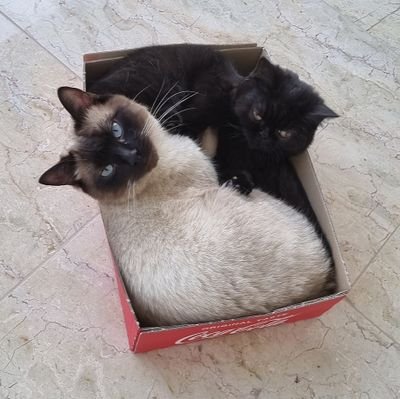 Neo and Lotti - 2 cats conquer the Etherum blockchain. 
 
https://t.co/VCEnWuvcrQ